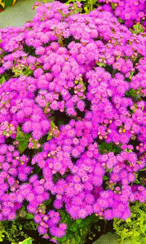 Агератум РОЗОВЫЕ ГРЁЗЫ