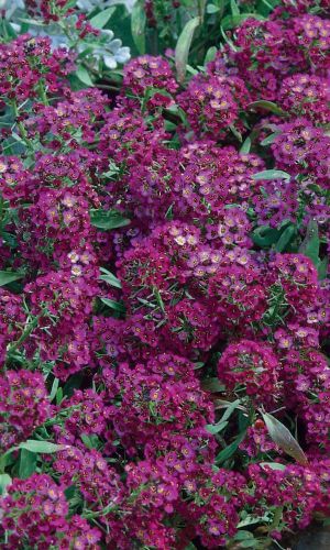 Алиссум ФИОЛЕТОВАЯ КОРОЛЕВА