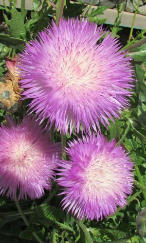 Амбербоа мускатный СУЛТАН ЛИЛОВЫЙ