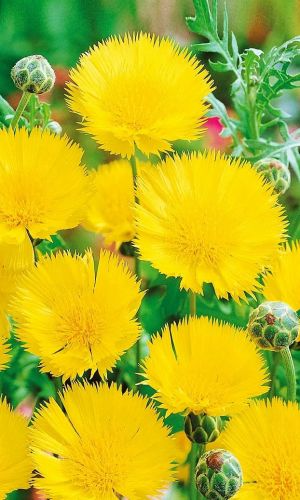 Амбербоа мускатный СУЛТАН ЖЁЛТЫЙ