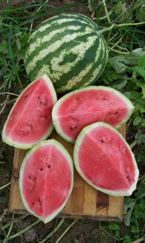 Арбуз БОЛЬШОЙ КУШ