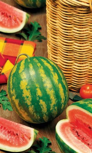 Арбуз МЕЛИТОПОЛЬСКИЙ 142