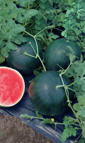 Арбуз СЕВЕРНОЕ СИЯНИЕ