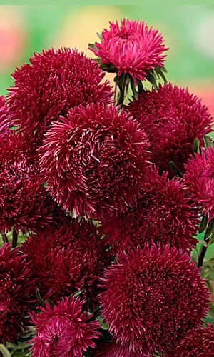 Астра АФРОДИТА