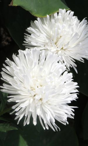 Астра БЕЛАЯ ИЮЛЬСКАЯ