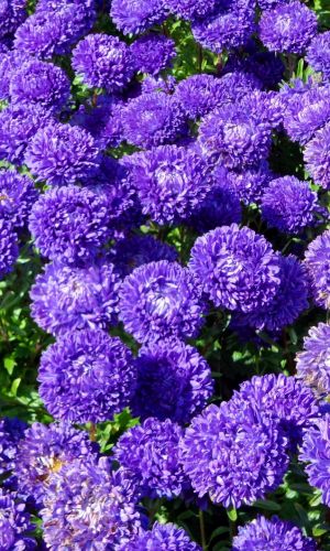 Астра ДЮШЕС БЛЮ