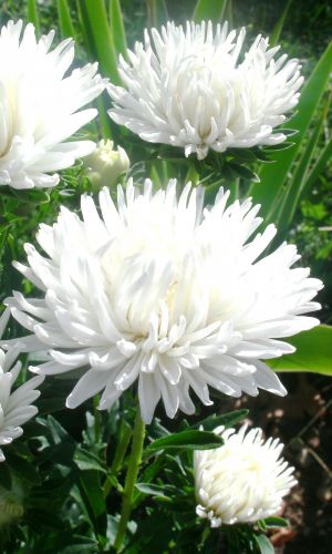 Астра ГОЛУБКА БЕЛАЯ