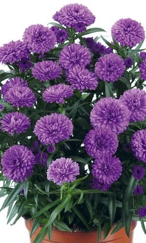 Астра ГОЛУБОЙ КОВЁР