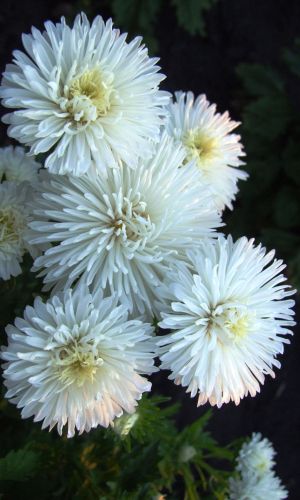 Астра КАТЕНЬКА — Одновременно до 24 цветков на растении!