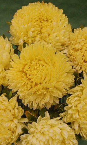 Астра КОРОЛЕВА ГИГАНТОВ В ЖЁЛТОМ &mdash; Пионовидная