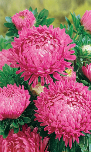 Астра КОРОЛЕВА В РОЗОВОМ