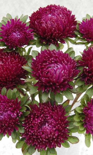 Астра КОРОЛЕВА В ВИШНЁВО-РОЗОВОМ