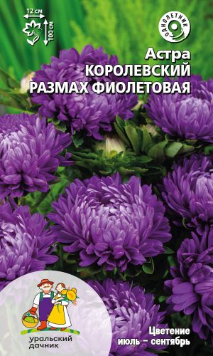 Астра КОРОЛЕВСКИЙ РАЗМАХ ФИОЛЕТОВАЯ
