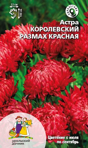 Астра КОРОЛЕВСКИЙ РАЗМАХ КРАСНАЯ