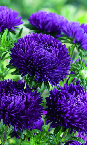 Астра КРАЛЛЕН СИАМ