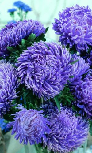 Астра МАРШ АВИАТОРОВ ГОЛУБОЙ