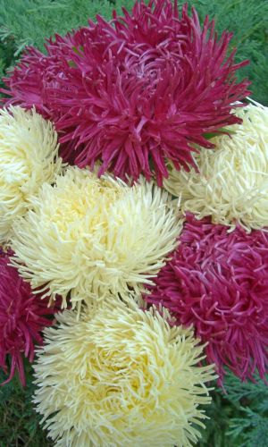 Астра ПОДАРОК МАМЕ