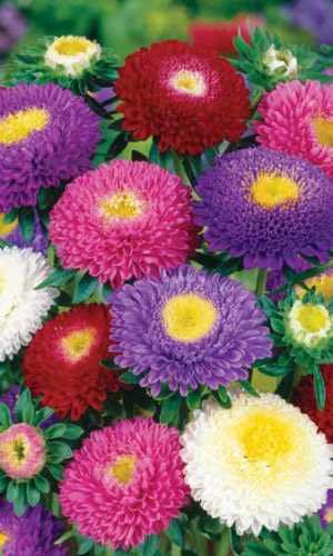 Астра СМЕСЬ ОКРАСОК помпонная