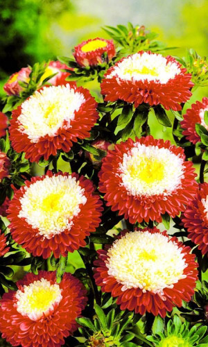 Астра ПРЕВОСХОДНЫЙ ГАСФОРТ помпонная