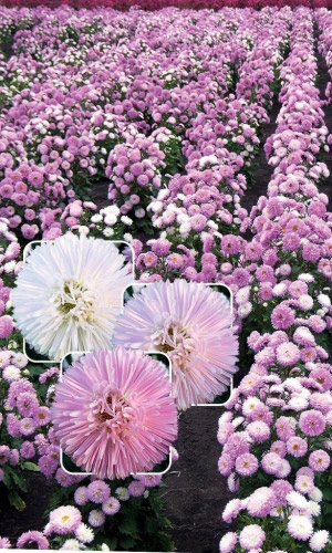 Астра РУМЯНОЕ СОЛНЫШКО