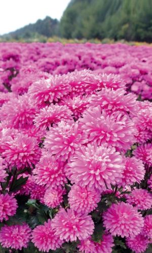 Астра ТАНЕЧКИН БУКЕТ