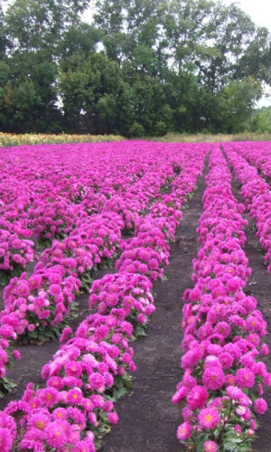 Астра ЗАРЕВО