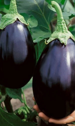 Баклажан ЧЁРНЫЙ КРАСАВЕЦ
