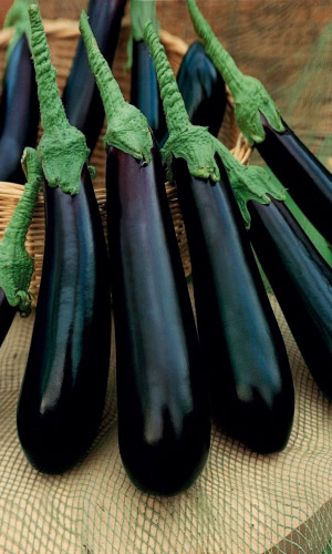 Баклажан ДЛИННЫЙ ФИОЛЕТОВЫЙ