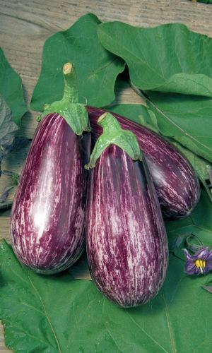 Баклажан ЕГИПЕТСКАЯ СИЛА