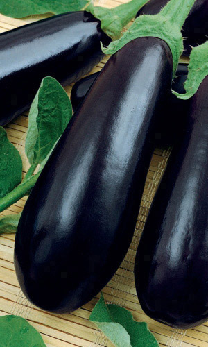 Баклажан ГАЛИЧ