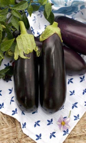 Баклажан ПРИНЦ СКАЗОЧНЫЙ