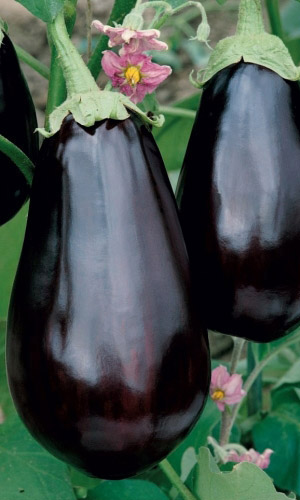 Баклажан РУССКИЙ ДЕЛИКАТЕС®