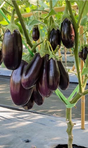 Баклажан СИБИРСКАЯ ГИРЛЯНДА