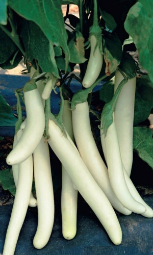 Баклажан СОСУЛЬКА