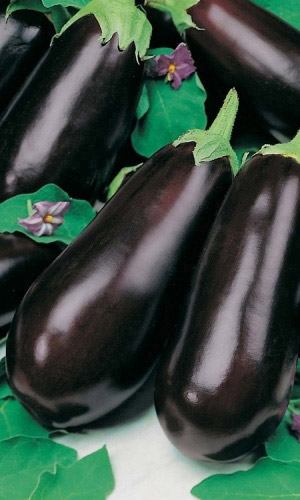 Баклажан УНИВЕРСАЛ-6