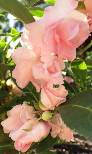 Бальзамин ТОМ САМБ РОЗОВЫЙ