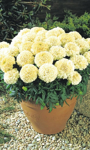 Бархатцы АЛЬБАТРОС