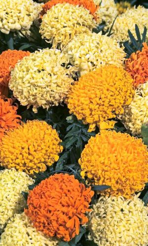 Бархатцы ФАНТАСТИКА СМЕСЬ