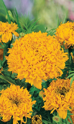 Бархатцы ЛИМОННЫЙ ПРИНЦ