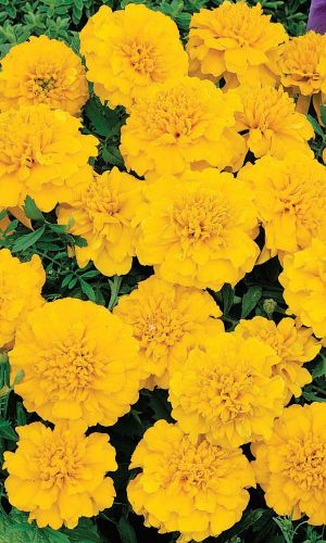 Бархатцы АУРА ЕЛОУ низкорослые