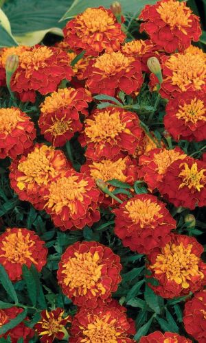 Бархатцы РЕД ЧЕРРИ