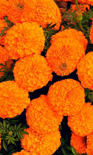 Бархатцы ГАВАЙИ