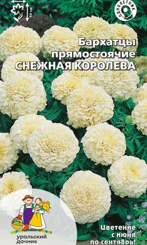 Бархатцы СНЕЖНАЯ КОРОЛЕВА