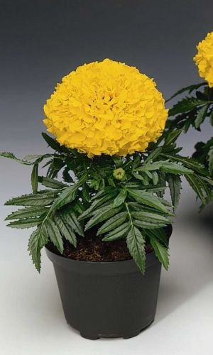 Бархатцы ТАЙШАН ЖЕЛТЫЙ