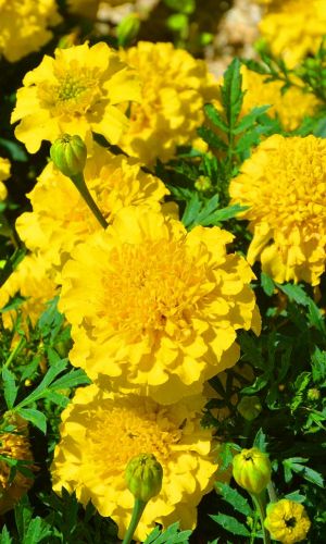 Бархатцы ВАЛЕНСИЯ