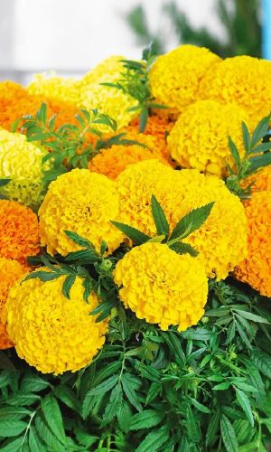 Бархатцы ЗОЛОТОЙ ПРИНЦ