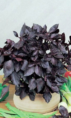 Базилик РУБИН