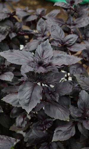 Базилик СЕМЁНОВНА