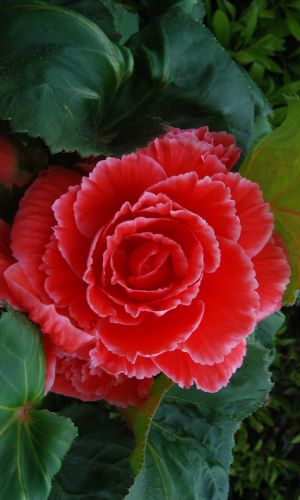 Бегония америгибрид ПИКОТИ ЛЕЙС РЕД F1