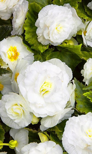 Бегония клубневая крупноцветковая БЕЛАЯ